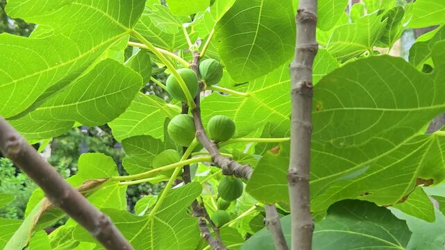 Unripe Green Figs Growing on Tree Branch with Leaves in Garden
