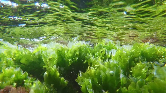 Close-up underwater view of bright green sea lettuce Ulva fronds releasing oxygen bubbles during active photosynthesis swaying under rolling waves, real time