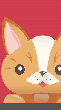 Animation of cute pet cat, on pink background