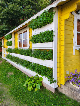 Green herbs growing in long wall planters on yellow wooden house facade, practical vertical gardening with efficient use of exterior space
