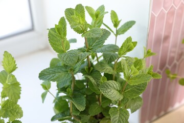 Fototapeta premium Aromatic potted herb on window sill indoors, closeup