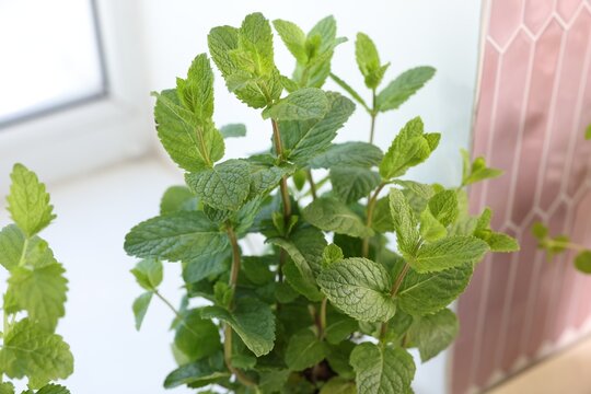 Aromatic potted herb on window sill indoors, closeup