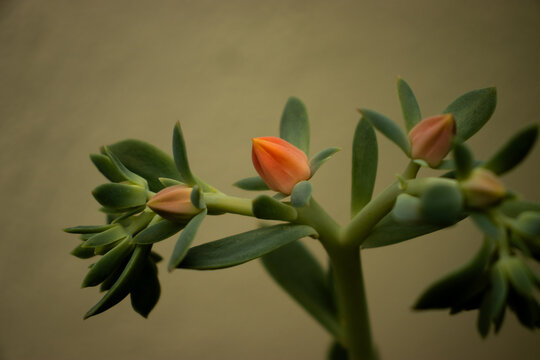 Planta hojas naranja