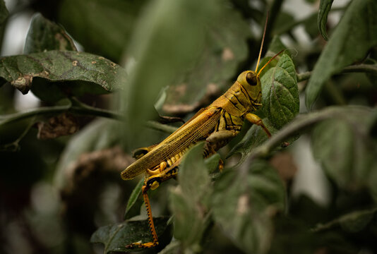 Saltamontes