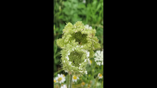 Close‑up of wild carrot inflorescences after the umbel inflorescence has flowered. Detailed botanical texture in natural habitat.