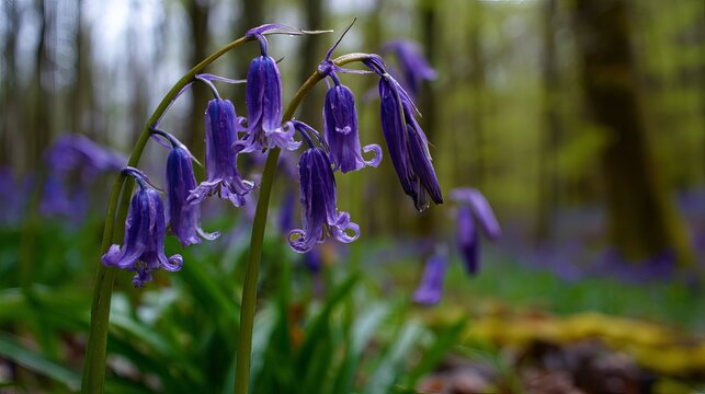 Vibrant purple bluebells bloom gracefully within a lush spring forest environment under soft natural lighting with delicate green stems visible