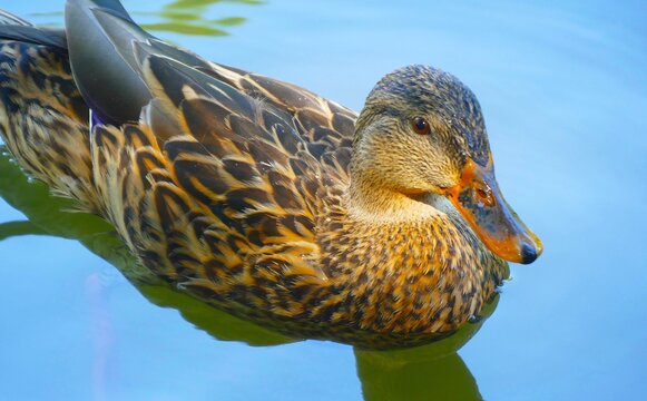 Portrait of a cute little duck swim on the peaceful lake with shine colorful feather, waterbird background