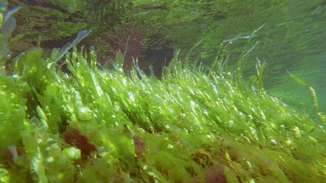Active photosynthesis filling oxygen air bubbles in green sheet algae Enteromorpha mat sway in sea flow and reflected on water surface. Sea lettuce lavers with gas vesicles and air bladders on sunlit