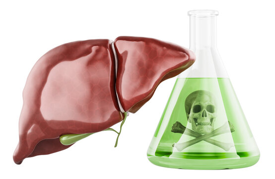 Liver with a flask with toxic green liquid and skull symbol. Hepatotoxicity, chemical poisoning, toxin exposure and liver damage, concept. 3D rendering