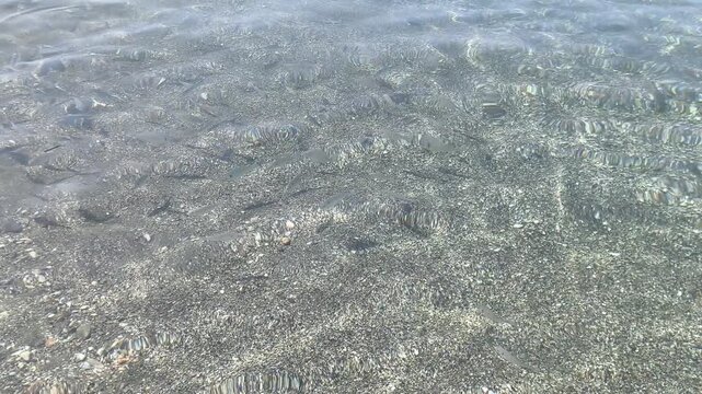 Peces en el oleaje / agua de la orilla