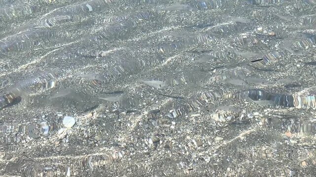 peces vistos entre reflejos
