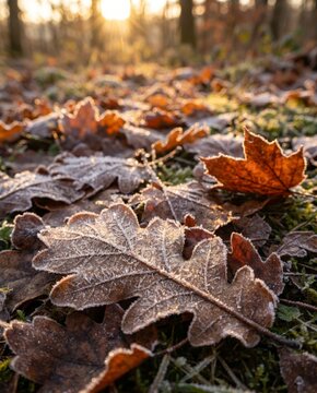 Morning frost on fallen dry leaves in forest. Sparkling ice crystals illuminated by golden sunrise light. Seasonal transition from autumn to winter. Nature cold climate scenery.