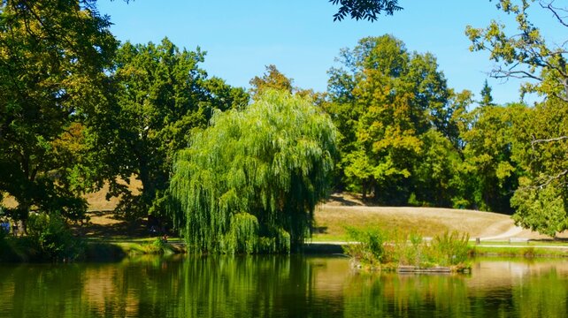 Weeping willow by the peaceful lake in beautiful idyllic nature with water reflection