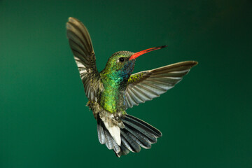 Naklejka premium Broad-billed hummingbird in flight