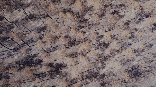 Le Porge, Gironde, France - August 2026: Descending drone view over pine trees completely browned by wildfire, revealing scorched ground and the scale of forest destruction.