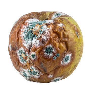 Rotten apple with mold and decay showing deterioration  