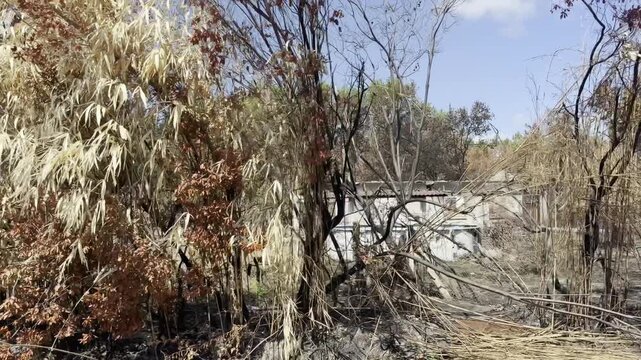 Le Porge, Gironde, France - August 2026: Slow lateral roadside view along the D3 of a burned house behind an intact pool, surrounded by scorched trees after the wildfire.