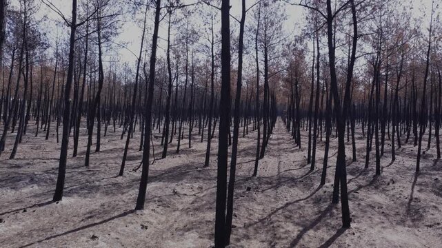 Le Porge, Gironde, France - August 2026: Upward tilt from sandy ground to the tops of burned pine trees, showing the aftermath of wildfire in a scorched forest. 