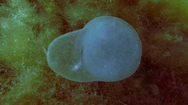 Close-up of gelatinous Phyllodoce sea worm egg cocoon rolling on soft benthic seaweed mat, baby goby trapped inside this bubble, hapless small fish couldn't find its way back and died