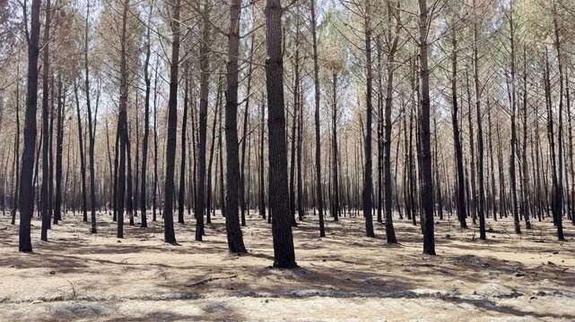 Le Porge, Gironde, France - August 2026: Slow-motion view through a scorched pine forest, showing blackened trunks, browned needles and fire-cleared sandy ground.