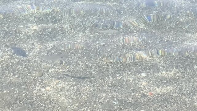 peces vistos entre reflejos (zoom)