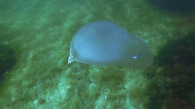 Delicate jelly marine worm egg mass drifting in water column with dead goby fry inside. Soft gelatinous bag filled with polychaete eggs drifting freely in ocean water on seabed algal mat in background