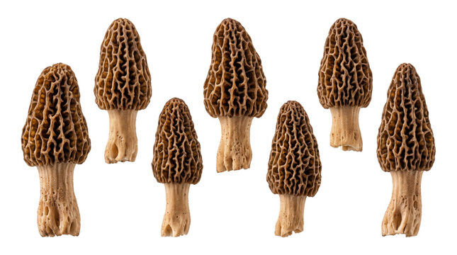 Fresh morel mushrooms on white background, collection of wild morchella fungi, organic forest harvest for culinary cooking