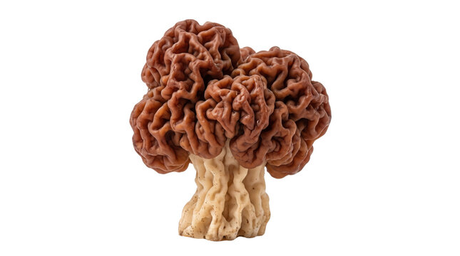 False morel mushroom isolated on white, Gyromitra esculenta fungus with brain-like texture, poisonous wild mushroom for scientific study