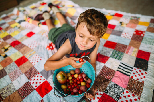 Young Boy Sorting Fresh Harvested Tomatoes and Potatoes on Patchwork Quilt