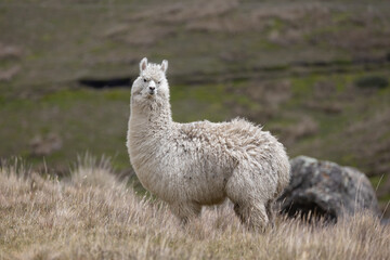 Naklejka premium White Alpaca (Vicugna pacos) Standing in High-Altitude Andean Páramo Grassland in Antisana Ecological Reserve, Ecuador, South America