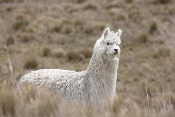 Naklejka premium White Alpaca (Vicugna pacos) Standing in High-Altitude Andean Páramo Grassland in Antisana Ecological Reserve, Ecuador, South America