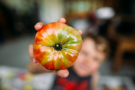 Close up of Young Boy Holding Fresh Harvested Tomato