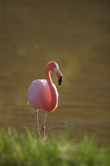 Galapagos flamingo on the Galapagos Islands © willtu
