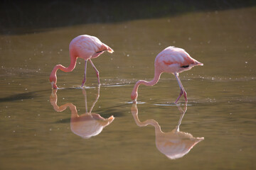 Two Galapagos flamingos filter feeding on the Galapagos Islands © willtu
