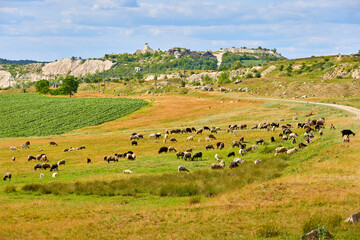 Fototapeta premium Sheep grazing on vibrant green and golden hillside under blue sky