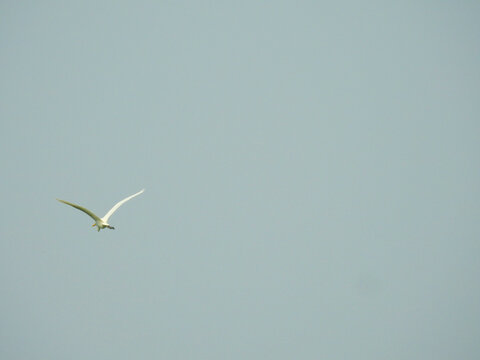 Cattle Egret (Bubulcus ibis) Flying Against a Pale Sky