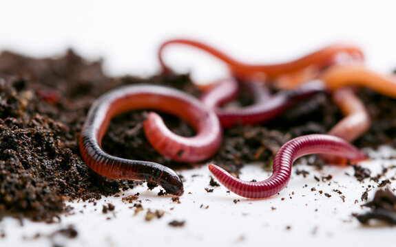 Close-up of moving compost worms on a white background