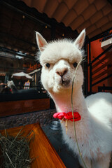 Close Up Portrait of an Alpaca Eating Grass at a Rural Hotel in the Peruvian Andes © Felipe
