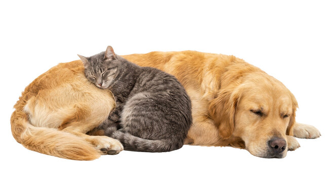 A Golden Retriever dog and a gray tabby cat sleeping peacefully together isolated on a transparent background