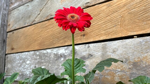 Red gerbera daisy flower blooming against a rustic wooden background, showcasing vibrant red petals and a detailed central disk in a natural close up view.