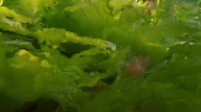 Detailed view of broad green sea lettuce fronds waving in ocean current, creating a vivid aquatic plant pattern. Bright green Ulva seaweed sheets with delicate wavy texture in vibrant sun flare