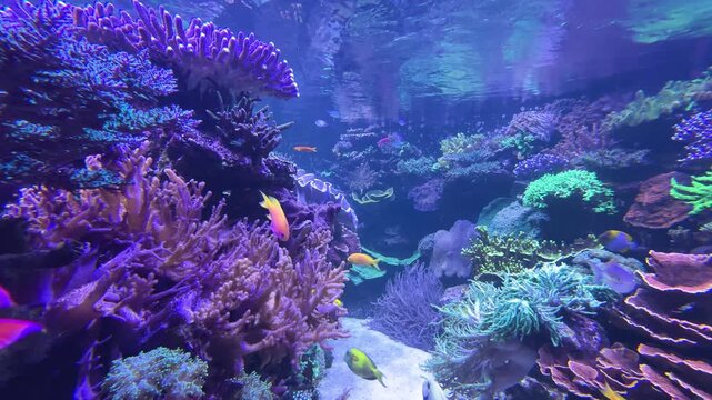 Sohal surgeonfish, blue tang, and yellow anthias swimming near coral reef in aquarium