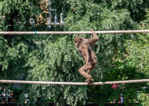 Monkey running on two ropes between trees in tropical forest. Agile primate balancing on vines in natural wildlife habitat. Dynamic animal action shot