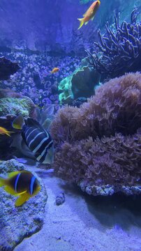 Sohal surgeonfish, blue tang, and yellow anthias swimming near coral reef in aquarium, vertical video