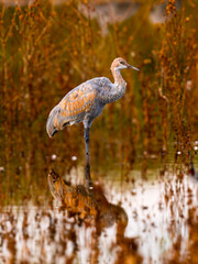 Naklejka premium Sandhill crane standing in shallow wetland with autumn reflections