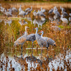 Naklejka premium Sandhill cranes wading in wetland habitat at Merced National Wildlife Refuge
