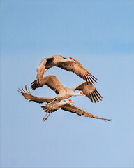Naklejka premium Three sandhill cranes flying together in clear blue sky