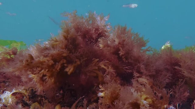 Brown, red and green macroalgae swaying in sea current, small sand smelt fish nearby. Natural underwater scene with waving seaweed and silversides in blue water background swims nearby in blue water.