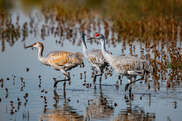 Naklejka premium Sandhill cranes wading in shallow wetland at Merced National Wildlife Refuge