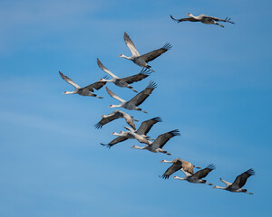 Naklejka premium Flock of sandhill cranes soaring in blue sky during migration